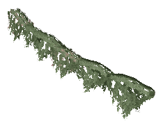 ap1_01_b_ivy00_noshad, a vegetation piece of the GTA V map in Los Santos International Airport