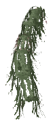 ap1_01_b_ivy08_noshad, a vegetation piece of the GTA V map in Los Santos International Airport