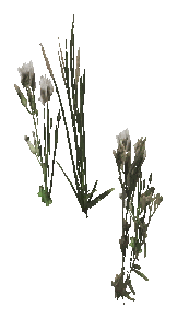 ap1_01_c_weed_01, a vegetation piece of the GTA V map in Los Santos International Airport