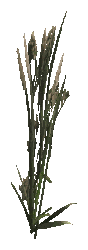 ap1_01_c_weed_02, a vegetation piece of the GTA V map in Los Santos International Airport