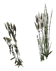 ap1_01_c_weed_03, a vegetation piece of the GTA V map in Los Santos International Airport