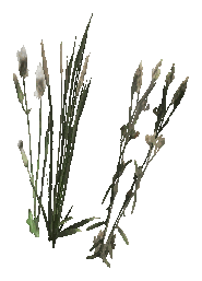 ap1_01_c_weed_04, a vegetation piece of the GTA V map in Los Santos International Airport