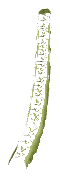 bh1_36_hedged_11, a vegetation piece of the GTA V map in Richman