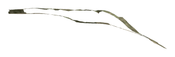 ch1_04b_cliff_dcl_15, a decal of the GTA V map in Lago Zancudo
