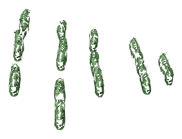 ch1_04b_vinegrapes__33, a piece of the GTA V map in Tongva Hills