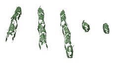 ch1_04b_vinegrapes__42, a piece of the GTA V map in Tongva Hills