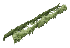 ch1_06e_hedgedecal_14, a vegetation piece of the GTA V map in Vinewood Hills
