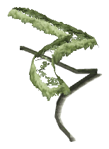 ch1_06e_hedgedecal_75, a vegetation piece of the GTA V map in Vinewood Hills