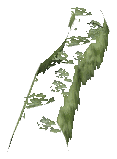 ch1_06f_hedged_11, a vegetation piece of the GTA V map in Richman