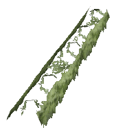 ch1_06f_hedged_15, a vegetation piece of the GTA V map in Richman