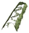 ch1_06f_hedged_18, a vegetation piece of the GTA V map in Richman