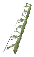 ch1_06f_hedged_21, a vegetation piece of the GTA V map in Richman