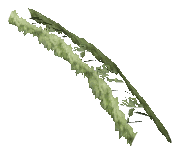 ch1_06f_hedged_38, a vegetation piece of the GTA V map in Richman