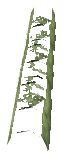 ch1_06f_hedged_65, a vegetation piece of the GTA V map in Richman