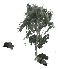 ch1_09b_props_veg15_14_lod, a low-detail (LOD) model of the GTA V map in Tongva Hills