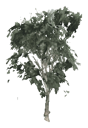 ch1_09b_props_veg19_33_lod, a low-detail (LOD) model of the GTA V map in Tongva Hills