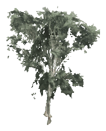 ch1_09b_props_veg22_21_lod, a low-detail (LOD) model of the GTA V map in Tongva Hills