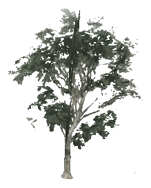 ch1_09b_props_veg22_25_lod, a low-detail (LOD) model of the GTA V map in Tongva Hills