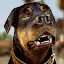 char_chop, a GTA V UI texture dictionary