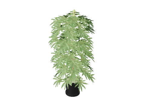 bkr_prop_weed_lrg_01a