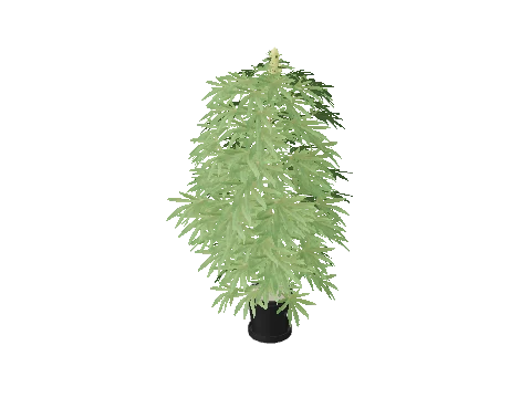 bkr_prop_weed_lrg_01b