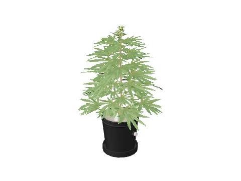 bkr_prop_weed_med_01a