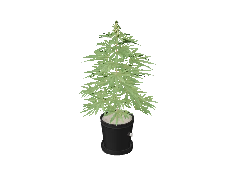 bkr_prop_weed_med_01b