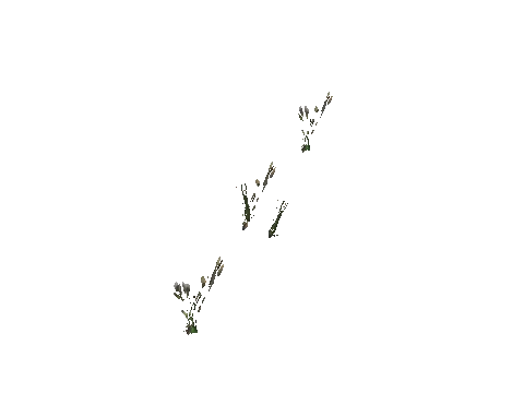 ch2_05_weed_02, a GTA V map model