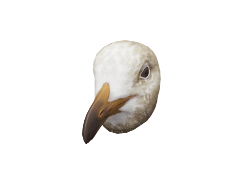 Juvenile Gull