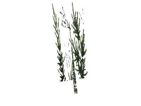 cs1_15_props_cedars05_16_lod, a GTA V map model