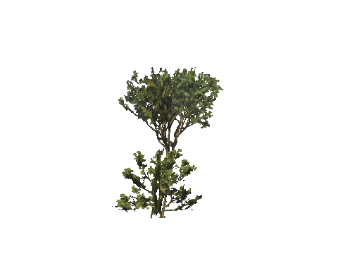 h4_mph4_se_p_0veg04_09_lod