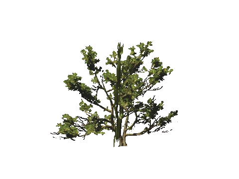 h4_mph4_se_p_5veg04_37_lod
