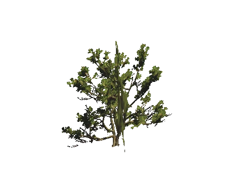 h4_mph4_se_p_8veg01_17_lod