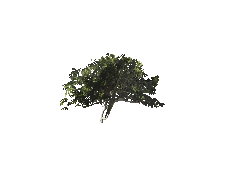 h4_mph4_se_p_8veg02_21_lod