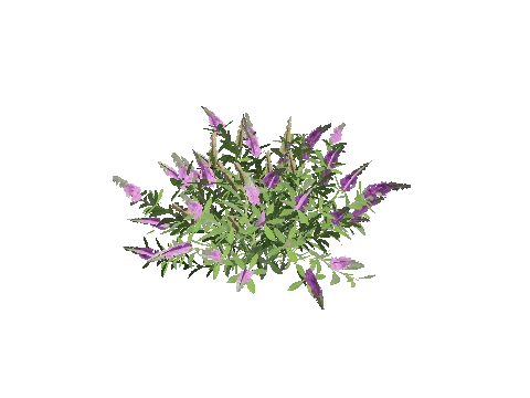 h4_prop_bush_buddleia_sml_01