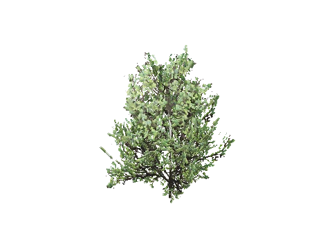 h4_prop_bush_cocaplant_01