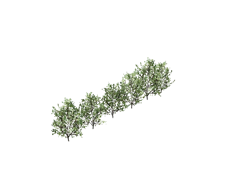 h4_prop_bush_cocaplant_01_row