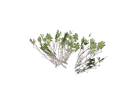 h4_prop_bush_mang_aa