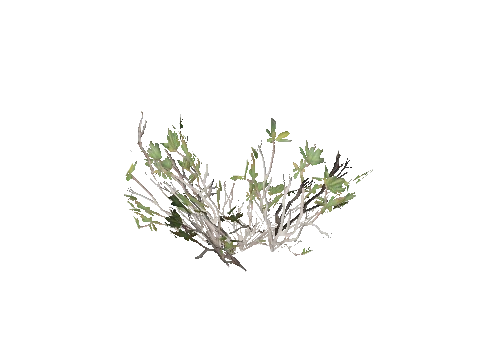 h4_prop_bush_mang_ac