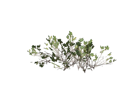 h4_prop_bush_mang_lg_aa