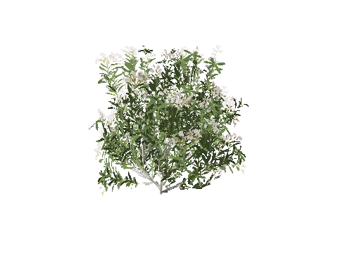 h4_prop_bush_olndr_white_lrg