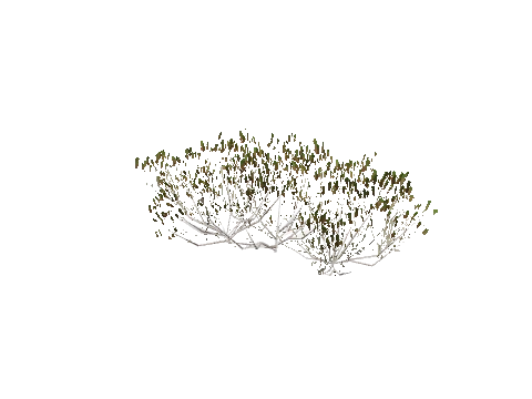h4_prop_bush_rosemary_lrg_01