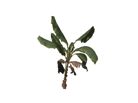 h4_prop_tree_banana_med_01