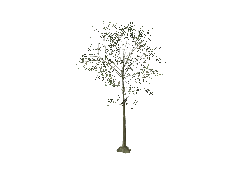 h4_prop_tree_beech_lrg_if_01