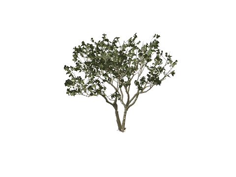h4_prop_tree_blk_mgrv_lrg_01