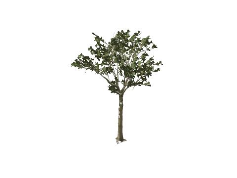 h4_prop_tree_blk_mgrv_lrg_02