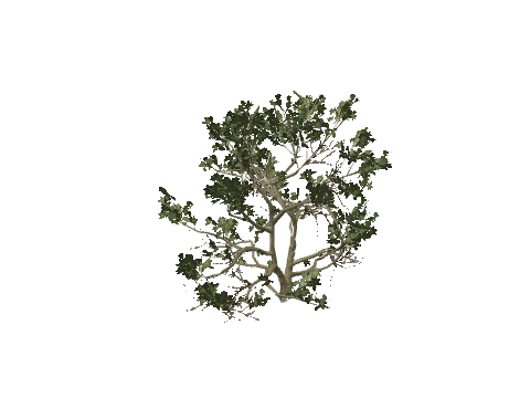 h4_prop_tree_blk_mgrv_med_01