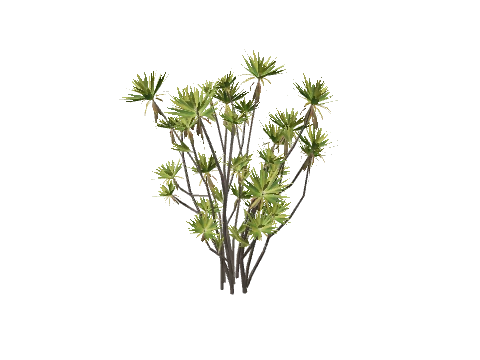 h4_prop_tree_dracaena_lrg_01