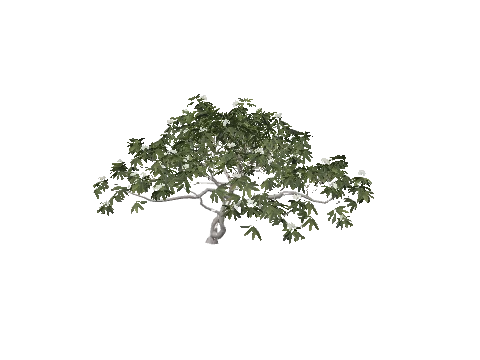 h4_prop_tree_frangipani_lrg_01