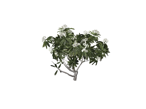 h4_prop_tree_frangipani_med_01